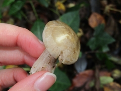 Clitocybe nebularis