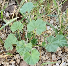 Malva parviflora