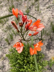 Pillansia templemannii