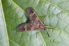 Phoenicoprocta teda