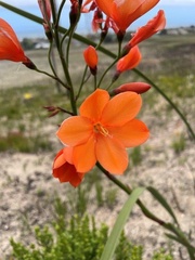 Pillansia templemannii