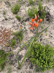 Pillansia templemannii