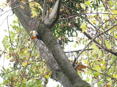 Dendrocopos syriacus