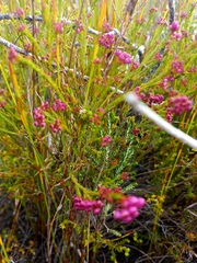 Erica multumbellifera