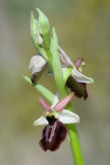 Ophrys exaltata arachnitiformis
