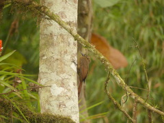 Dendrocincla fuliginosa