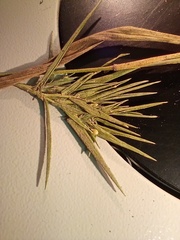 Dichanthelium patulum