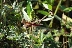 Neurothemis fluctuans