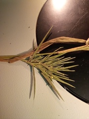 Dichanthelium patulum