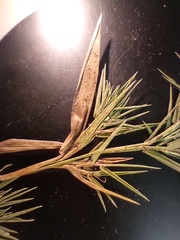 Dichanthelium patulum