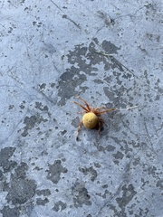 Araniella displicata