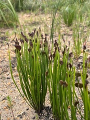 Schizaea pectinata