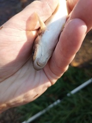 Campostoma oligolepis