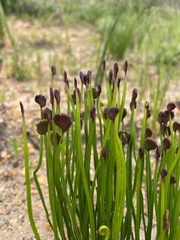Schizaea pectinata