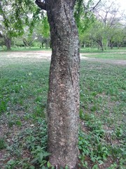 Phyllanthus chacoensis