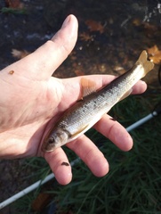 Campostoma oligolepis