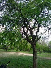 Phyllanthus chacoensis