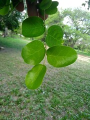 Phyllanthus chacoensis