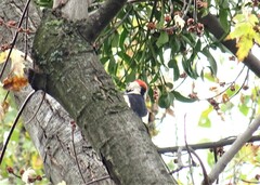 Dendrocopos syriacus