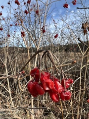 Viburnum opulus americanum