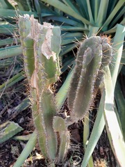Cereus jamacaru