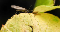 Trichocera