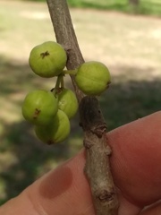 Phyllanthus chacoensis