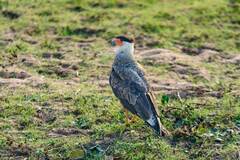 Caracara plancus plancus