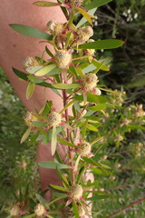 Leucadendron conicum