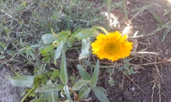 Coleostephus myconis