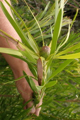 Leucadendron eucalyptifolium