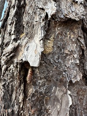 Lymantria dispar
