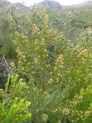 Leucadendron conicum