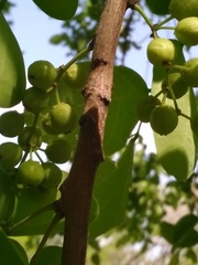 Phyllanthus chacoensis