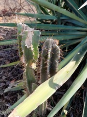 Cereus jamacaru