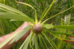 Leucadendron eucalyptifolium