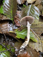 Agaricus diminutivus