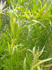 Leucadendron eucalyptifolium