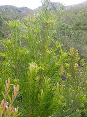 Leucadendron eucalyptifolium