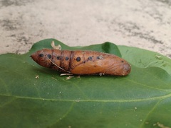 Daphnis nerii