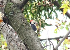 Dendrocopos syriacus