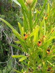 Leucadendron eucalyptifolium