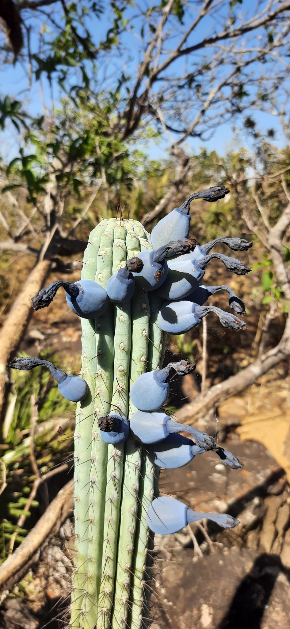 Cipocereus bradei