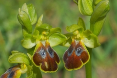 Ophrys phaidra