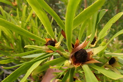 Leucadendron eucalyptifolium