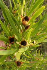 Leucadendron eucalyptifolium