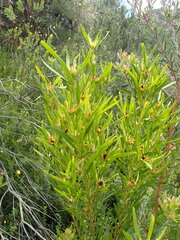 Leucadendron eucalyptifolium
