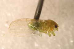Cacopsylla peregrina