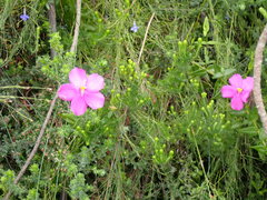 Chironia melampyrifolia