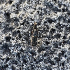 Ellipsoptera marginata
